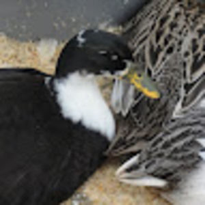 Meet your Posher, Kari